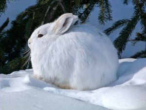 Our resident snowshoe hare.