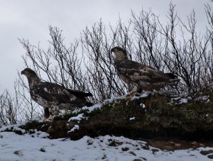 Juvenile bald eagles take a break at the side of the road.