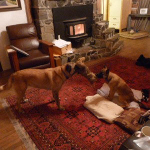 Ella and Sundog keep me smiling.