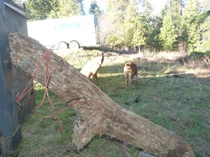 Garry Oak branch inoculated with shiitake