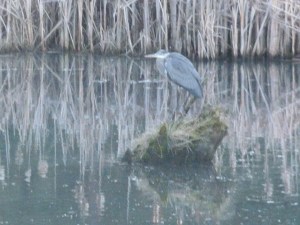 The Great Blue Heron awaits his mate.