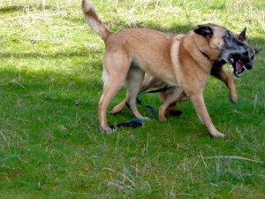 Dogfight! A favorite pasttime of both girls. I think....