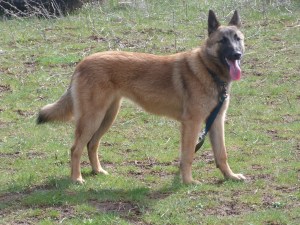 But can you believe this is my little puppy? Sundog at 6 1/2 months.