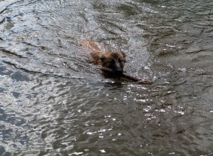 It's a duck! It's an otter! No, It's the sunny little Sundog!