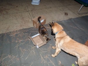 Nosework practice -- Mira found the chicken in the box first!