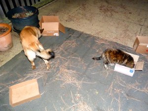 Sundog concedes the point and moves on while Mira collects her chicken.