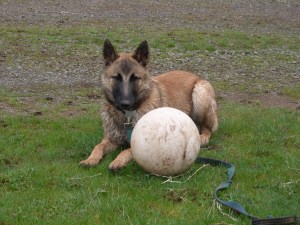 Wet from a swim, ears wide as she eyes Ella in attack mode. That's my puppy!